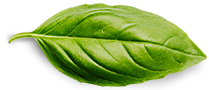 About . About basil leaf About